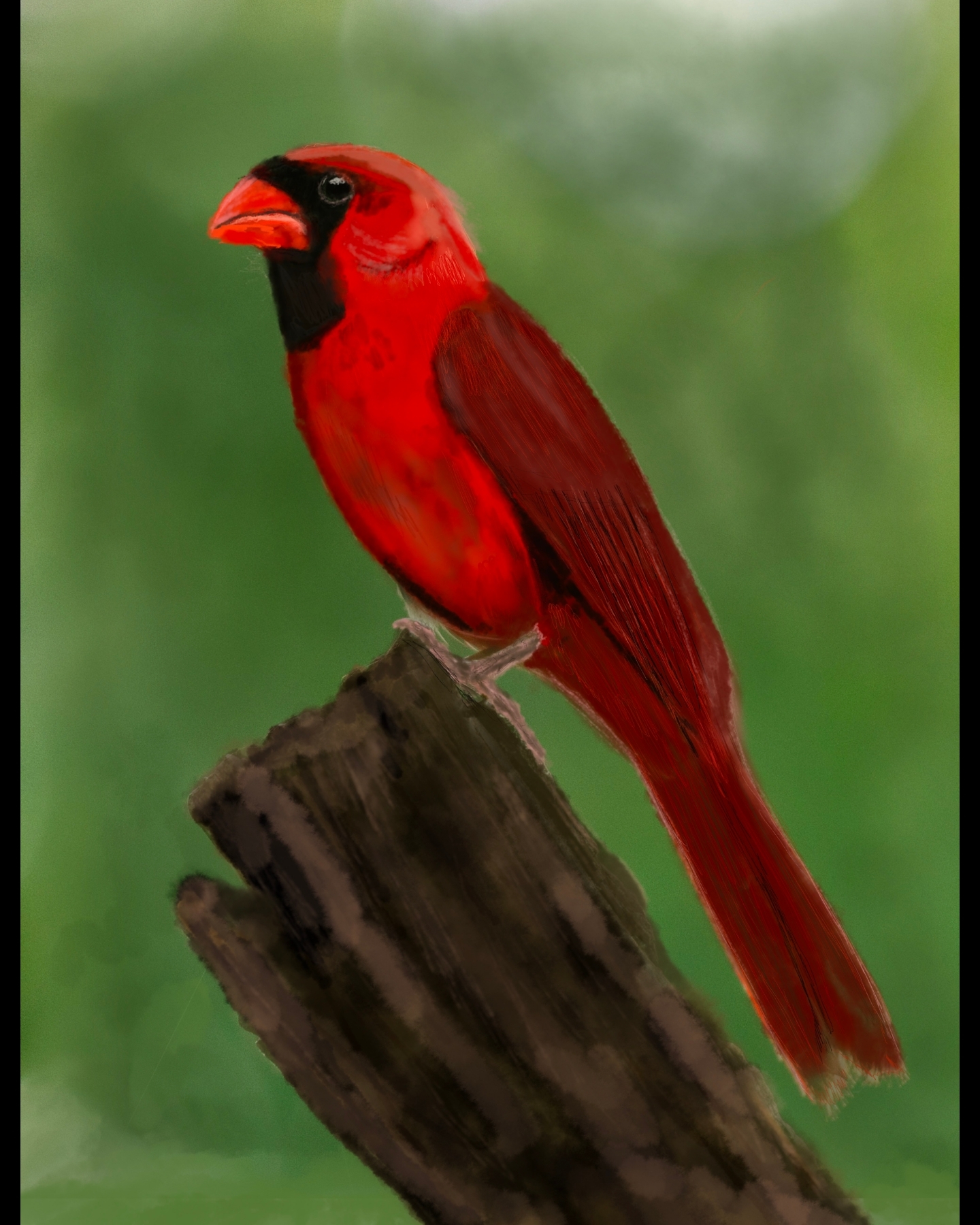 Northern Cardinal painted in procreate from a tutorial by #JoelCreate
#cardinal #procreate