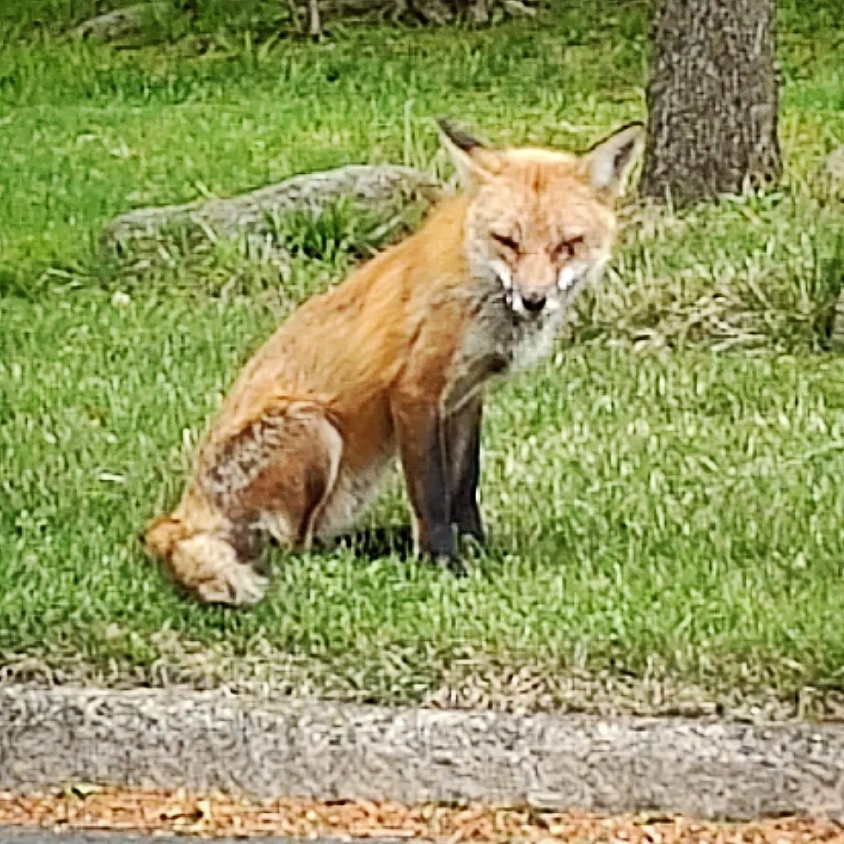 Samson and I crossed paths with this young vixen on an early morning walk
#redfox #fox