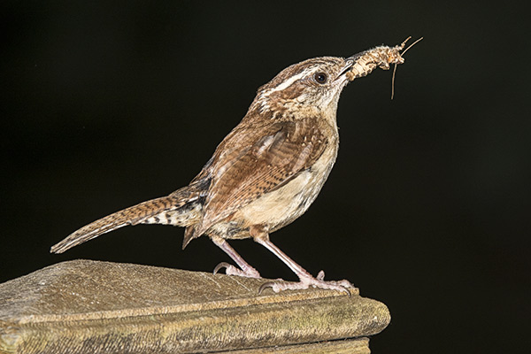 Carolina Wren