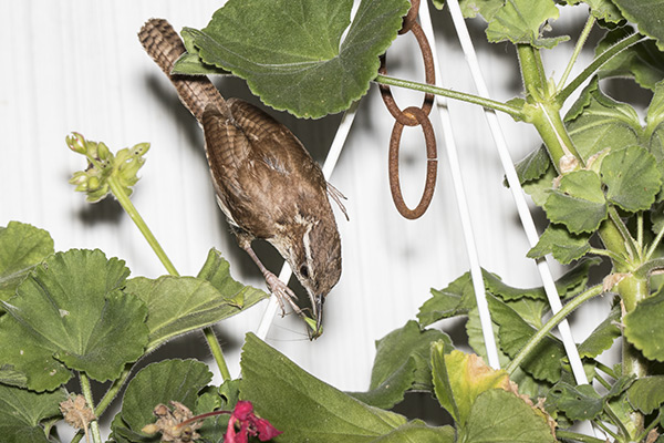 Carolina Wren