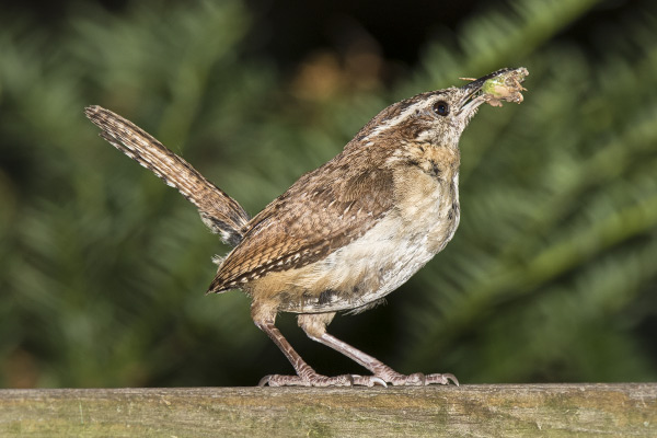 Carolina Wren