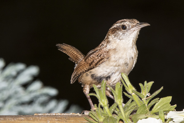 Carolina Wren