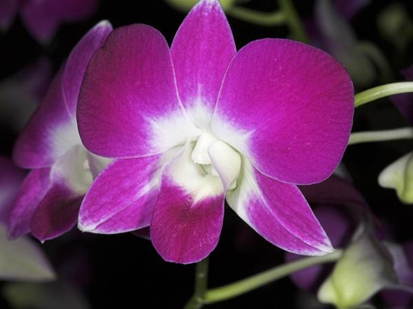 orchid1.jpg