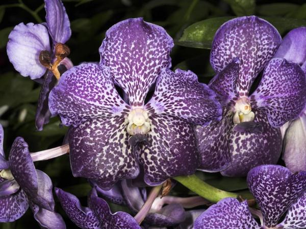 orchid11.jpg