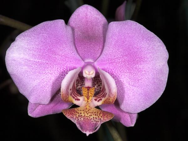 orchid12.jpg