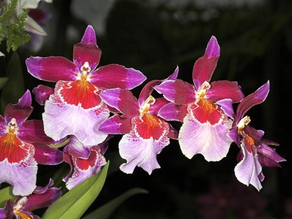 orchid14.jpg