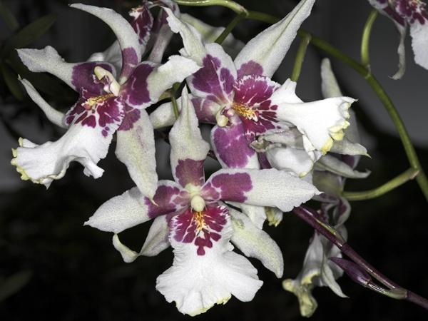 orchid15.jpg