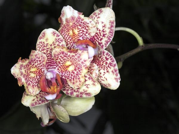 orchid16.jpg