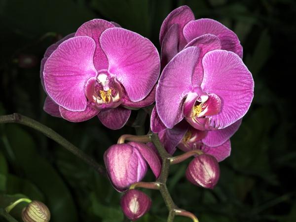 orchid17.jpg