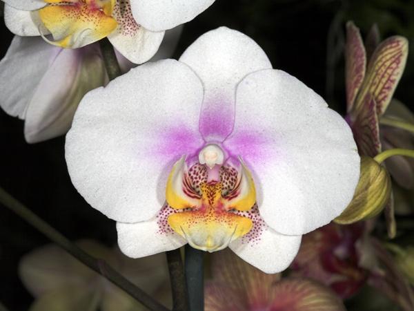 orchid18.jpg