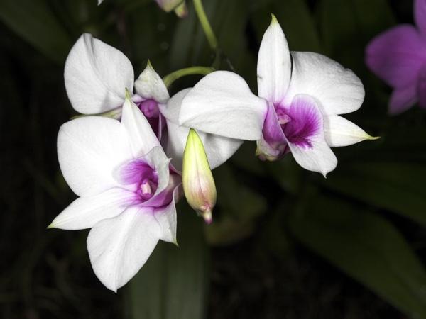 orchid20.jpg