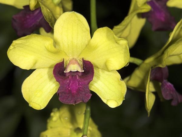 orchid21.jpg