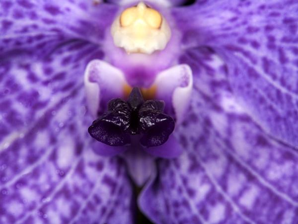 orchid23.jpg