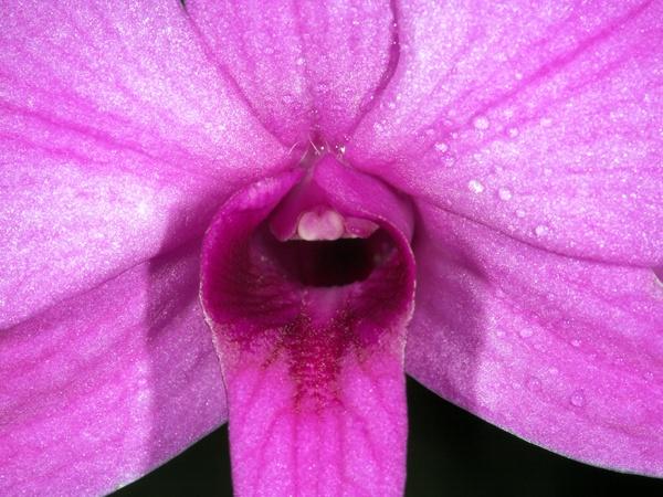 orchid24.jpg