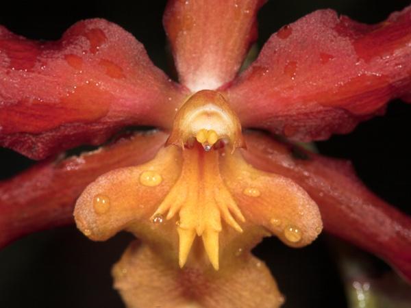 orchid27.jpg