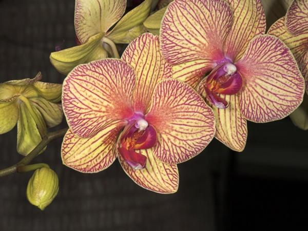 orchid7.jpg