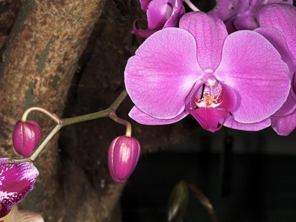 orchid8.jpg