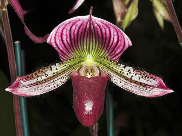 orchid9.jpg