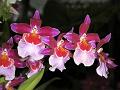 orchid14