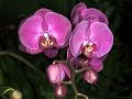 orchid17