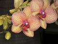 orchid7