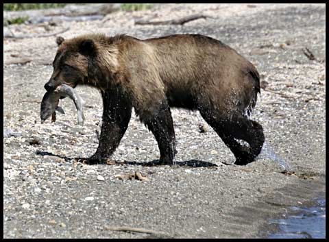 Grizzly with Salmon