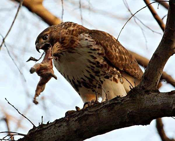 hawks prey