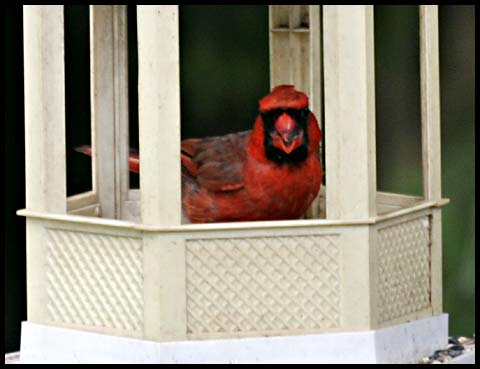 Cardinal Feeding