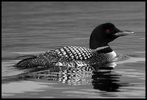 Loon on Wonder Lake