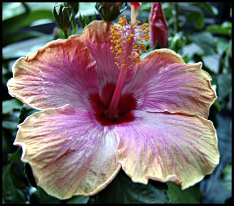 an hibiscus