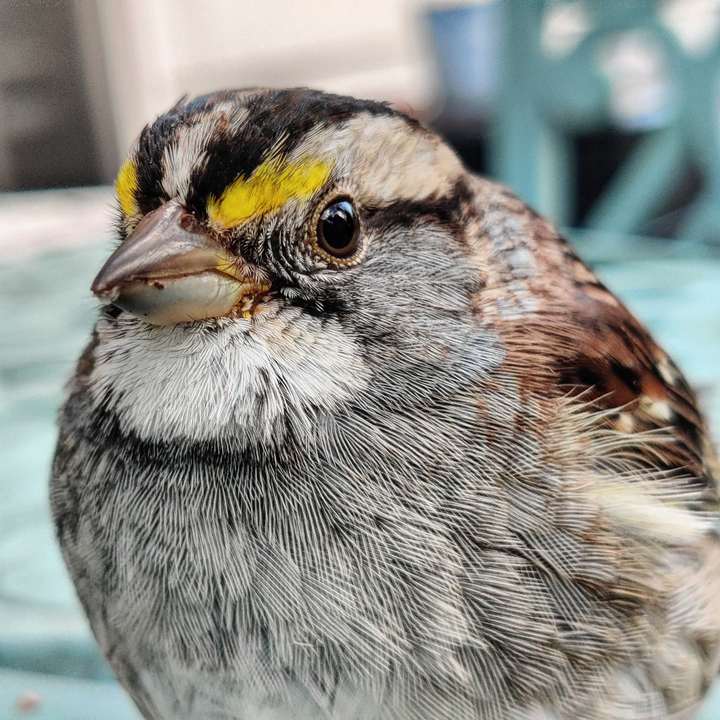 I revived this bird following a collision with my deck door...#sparrow #savannahsparrow #concussion